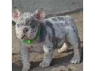 French Bulldog Puppy for sale in Great Falls, VA, USA