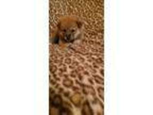 Shiba Inu Puppy for sale in Gainesville, FL, USA