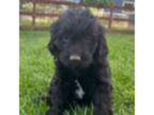 Goldendoodle Puppy for sale in Golden, CO, USA