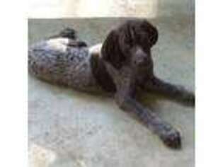 German Shorthaired Pointer Puppy for sale in Christiansburg, VA, USA