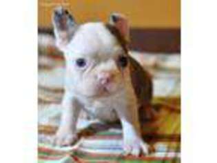 French Bulldog Puppy for sale in Little Rock, IA, USA