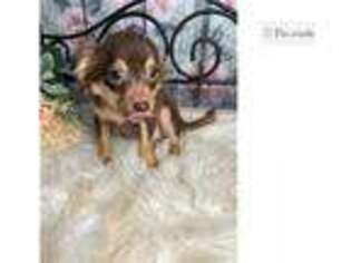 Chihuahua Puppy for sale in Fort Smith, AR, USA