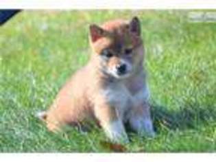 Shiba Inu Puppy for sale in Mansfield, OH, USA
