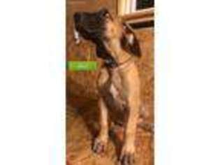 Great Dane Puppy for sale in Cullman, AL, USA