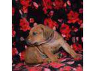 Rhodesian Ridgeback Puppy for sale in Saint Augustine, FL, USA