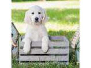 Golden Retriever Puppy for sale in Sheridan, IN, USA