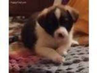 Saint Bernard Puppy for sale in Watertown, WI, USA