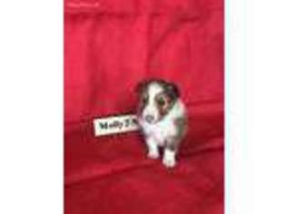 Shetland Sheepdog Puppy for sale in Hydro, OK, USA