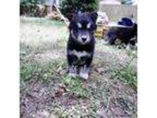 Siberian Husky Puppy for sale in Sanford, NC, USA