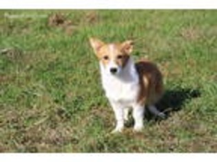 Pembroke Welsh Corgi Puppy for sale in Aurora, MO, USA