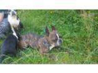 Boston Terrier Puppy for sale in Carnation, WA, USA