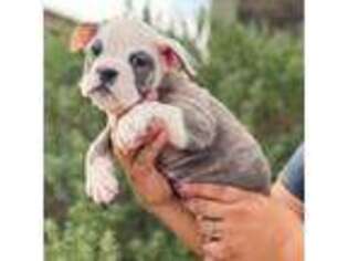 Olde English Bulldogge Puppy for sale in Coolidge, AZ, USA
