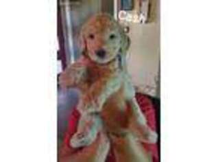 Goldendoodle Puppy for sale in El Paso, TX, USA