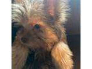 Yorkshire Terrier Puppy for sale in Council, ID, USA