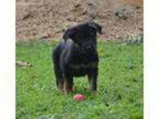 Medium Photo #1 German Shepherd Dog Puppy For Sale in Atlanta, GA, USA