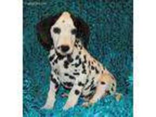 Dalmatian Puppy for sale in Hartville, MO, USA