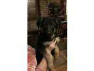 German Shepherd Dog Puppy for sale in Shepherdsville, KY, USA