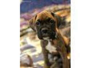Boxer Puppy for sale in Fort Collins, CO, USA