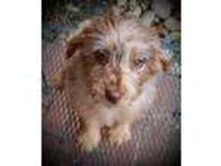 Labradoodle Puppy for sale in Culpeper, VA, USA