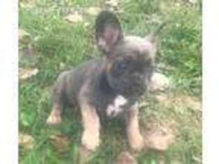 French Bulldog Puppy for sale in Pisgah, IA, USA