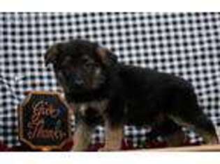 German Shepherd Dog Puppy for sale in Seymour, IA, USA