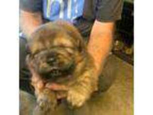 Chow Chow Puppy for sale in Petaluma, CA, USA