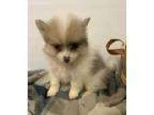 Pomeranian Puppy for sale in Norfolk, NE, USA