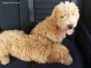 Goldendoodle Puppy for sale in Meridian, ID, USA