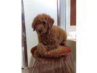 Goldendoodle Puppy for sale in Olive Branch, MS, USA