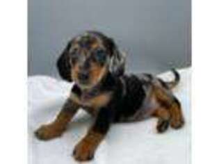 Dachshund Puppy for sale in Strasburg, OH, USA