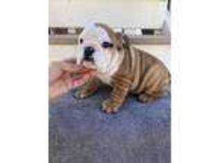 Bulldog Puppy for sale in Winder, GA, USA