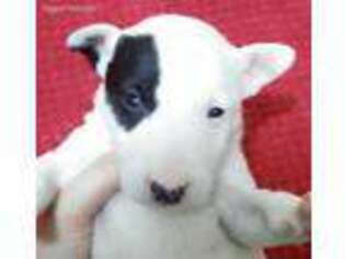 Bull Terrier Puppy for sale in Staten Island, NY, USA
