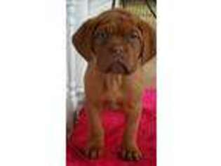 American Bull Dogue De Bordeaux Puppy for sale in Villa Rica, GA, USA