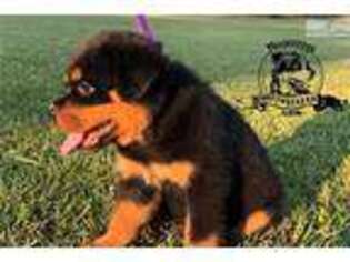 Rottweiler Puppy for sale in Hattiesburg, MS, USA