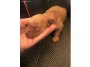 Golden Retriever Puppy for sale in Midway, TX, USA