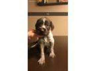 German Wirehaired Pointer Puppy for sale in Panora, IA, USA