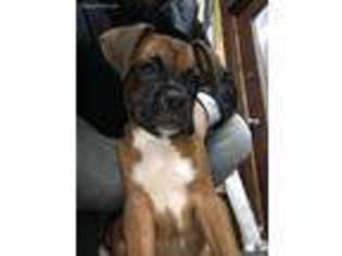 Boxer Puppy for sale in Sterling Heights, MI, USA