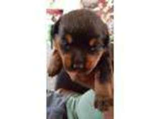 Rottweiler Puppy for sale in Kinston, NC, USA