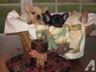 French Bulldog Puppy for sale in SAILOR SPRINGS, IL, USA