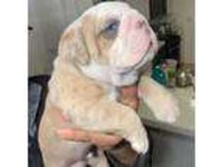 Bulldog Puppy for sale in Santa Maria, CA, USA