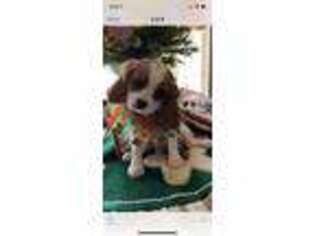 Cavalier King Charles Spaniel Puppy for sale in Wagoner, OK, USA
