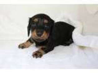 Dachshund Puppy for sale in Brenham, TX, USA