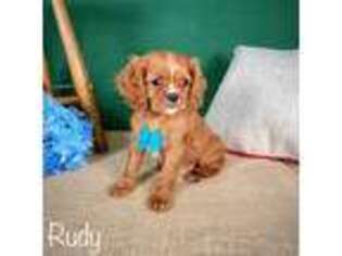 Cavalier King Charles Spaniel Puppy for sale in Centreville, MI, USA