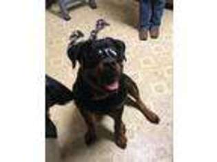 Rottweiler Puppy for sale in Great Falls, MT, USA