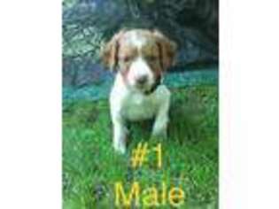 Brittany Puppy for sale in Motley, MN, USA