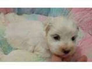 Maltese Puppy for sale in Danbury, NC, USA