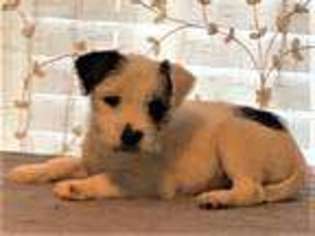 Jack Russell Terrier Puppy for sale in Greeley, CO, USA