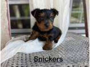 Yorkshire Terrier Puppy for sale in Lagrange, IN, USA