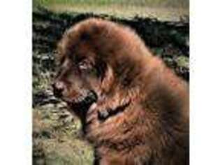 Newfoundland Puppy for sale in Cortez, CO, USA