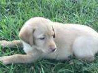 Labrador Retriever Puppy for sale in Liberal, MO, USA